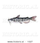 Historical Illustration of a White Catfish (Amereiurus Catus) by Al