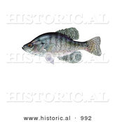 Historical Illustration of a White Crappie (Pomoxis Annularis) by Al