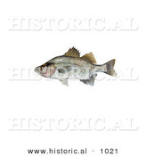 Historical Illustration of a White Perch (Morone Chrysops) by Al