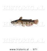 Historical Illustration of a Yellow Bullhead Catfish (Ameiurus Natalis) by Al