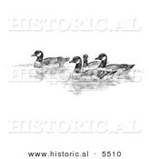 Historical Illustration of Aleutian Canada Geese Swimming (Branta Canadensis Leucognaphalus) - Black and White Version by Al