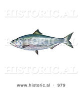 Historical Illustration of an Alabama Shad Fish (Alosa Alabamae) by Al
