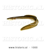 Historical Illustration of an American Eel (Anguillrostrata) by Al