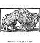 Historical Illustration of an Engraved Buffalo - Black and White Version by Al