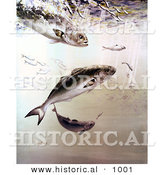 Historical Illustration of Bluefish Feeding on Smaller Fish by Al