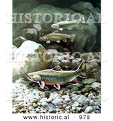 Historical Illustration of Brook Trout Swimming over Boulders and Rocks by Al