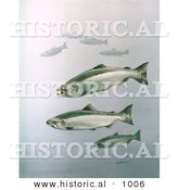 Historical Illustration of King Salmon Fish Swimming in a School by Al