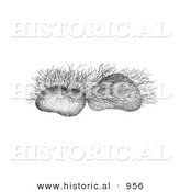 Historical Illustration of Riverweed Plants - Black and White Grayscale Version by Al