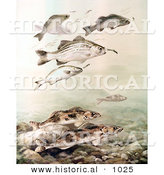 Historical Illustration of Sauger and White Bass Swimming Underwater by Al
