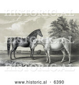 Historical Illustration of Two Beautiful Horses, Black Hawk and Lady Suffolk, Standing Together by Al