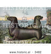 Historical Illustration of Two Sea Lions with Ships in the Distance by Al