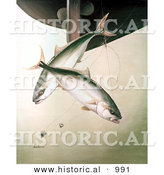 Historical Illustration of Yellowtail Fish (Seriollalandei) Swimming Under a Boat with Baited Fishing Hooks by Al