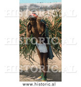 December 28th, 2013: Historical Photo of a Hopi Indian Man Carrying Harvested Barley on His Back in Arizona by Al