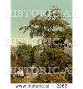 Historical Photochrom of a Chestnut Tree, Giornico, Switzerland by Al