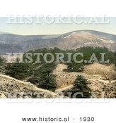 Historical Photochrom of Cedar Trees on Hills of Lebanon by Al