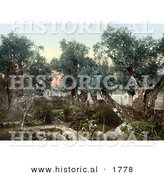 Historical Photochrom of Garden of Gethsemane, Jerusalem by Al