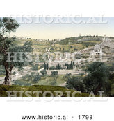 Historical Photochrom of Mount Olivet and Garden of Gethsemane by Al