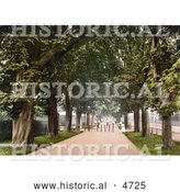 Historical Photochrom of People Strolling Through an Avenue of Trees, South Walk, Dorchester, England by Al