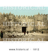 Historical Photochrom of Sheep in Front of the Damascus Gate, Jerusalem by Al