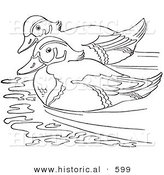 Historical Vector Illustration of 2 Wood Ducks Swimming Together in a Pond - Outlined Version by Al