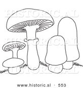 Historical Vector Illustration of 5 Mushrooms with Grass - Outlined Version by Al