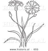 Historical Vector Illustration of a Bachelors Buttons Plant Flowering - Outlined Version by Al
