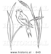 Historical Vector Illustration of a Bobolink Bird Perched on Wheat Grass - Outlined Version by Al