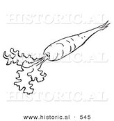 Historical Vector Illustration of a Carrot with Leaves - Outlined Version by Al