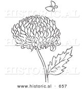 Historical Vector Illustration of a Chrysanthemum Flower with Butterfly - Outlined Version by Al