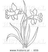 Historical Vector Illustration of a Dandelion Plant Flowering - Outlined Version by Al