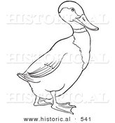 Historical Vector Illustration of a Drake Mallard Duck Walking Forward - Outlined Version by Al