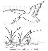 Historical Vector Illustration of a Duck Flying over a Pond with Cattails - Outlined Version by Al