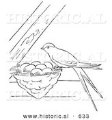 Historical Vector Illustration of a Female Swallow Bird Perched on Its Nest with Eggs - Outlined Version by Al