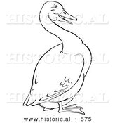 Historical Vector Illustration of a Goose Standing and Staring - Outlined Version by Al