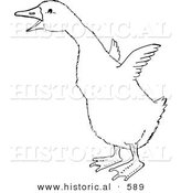 Historical Vector Illustration of a Gosling Trying to Fly - Outlined Version by Al