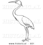 Historical Vector Illustration of a Heron Bird Standing and Staring - Outlined Version by Al