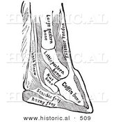 Historical Vector Illustration of a Horse Diagram Featuring Foot with Bones - Black and White Version by Al