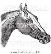 Historical Vector Illustration of a Horse Engraving Featuring the Head and Neck Muscles - Black and White Version by Al