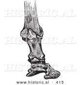 Historical Vector Illustration of a Horse Foot Hoof Engraving Featuring Bones and Articulations - Black and White Version by Al