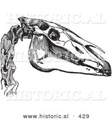 Historical Vector Illustration of a Horse Head and Neck Bones - Black and White Version by Al