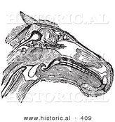 Historical Vector Illustration of a Horse Head Diagram Featuring Muscles Tendons and Bones - Black and White Version by Al