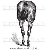 Historical Vector Illustration of a Horse's Anatomy Featuring Good Hind Quarters from the Rear - Black and White Version by Al