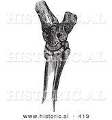 Historical Vector Illustration of a Horse's Hock Bones - Black and White Version by Al