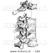 Historical Vector Illustration of a Human's Peculiar Dorsal Thoracic Vertebrae - Black and White Version Human's Peculiar Dorsal Thoracic Vertebrae by Al