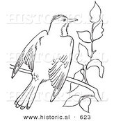 Historical Vector Illustration of a Kingbird Flapping Wings on a Branch - Outlined Version by Al