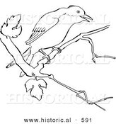Historical Vector Illustration of a Mockingbird on a Tree Branch - Outlined Version by Al
