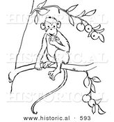 Historical Vector Illustration of a Monkey Eating Fruit on a Tree Branch - Outlined Version by Al