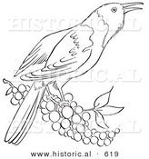 Historical Vector Illustration of a Oriole Bird Standing on Berries - Outlined Version by Al