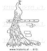 Historical Vector Illustration of a Peacock Resting and Staring on a Brick Wall - Outlined Version by Al