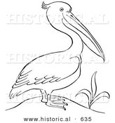 Historical Vector Illustration of a Pelican Standing Beside a Plant - Outlined Version by Al